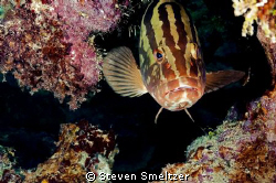 Nassau Grouper on Andes Wall in Grand Cayman by Steven Smeltzer 